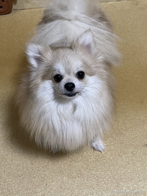 ポメラニアン【・女の子・2023年5月31日・ウルフセーブル】