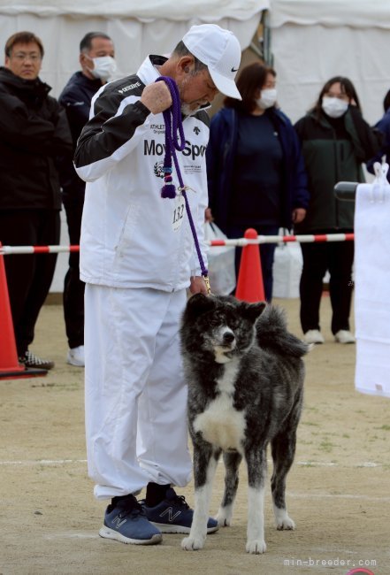 全国展にも毎年参加しており、最高の秋田犬の作出に尽力しております｜太田　清信(おおた　きよのぶ)ブリーダー(岡山県・柴犬など・日本犬保存会/秋田犬保存会/日本社会福祉愛犬協会登録)の紹介写真10