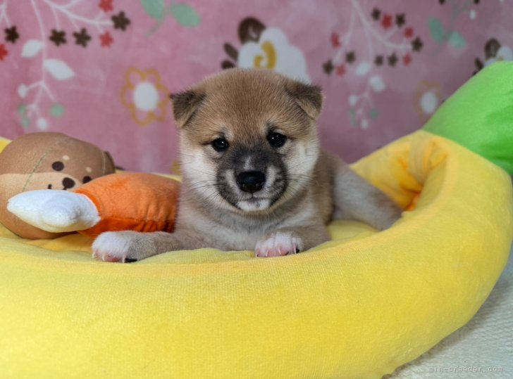 太田清信ブリーダーのブログ：コウノトリセンターご利用始めました