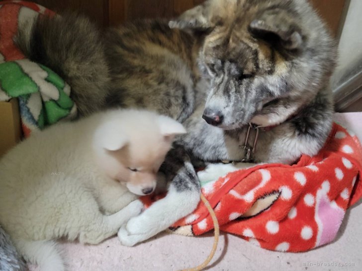 太田清信ブリーダーのブログ：幸せ通信🛜ハッピークリスマス🎄