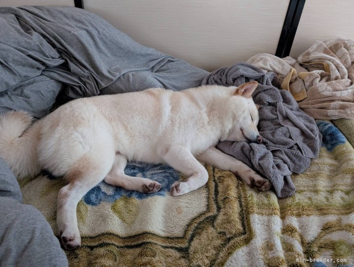 太田清信ブリーダーのブログ：幸せ通信🛜レオくんその後