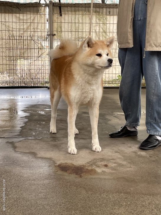 太田清信ブリーダーのブログ：秋田犬子犬の募集及び里親募集がいよいよ始まります
