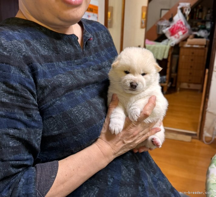 太田清信ブリーダーのブログ：白い犬たち🌱