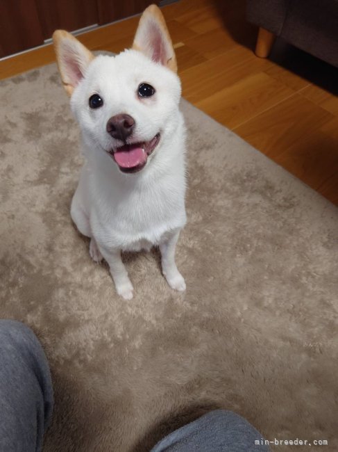 太田清信ブリーダーのブログ：幸せ通信🛜ももちゃん