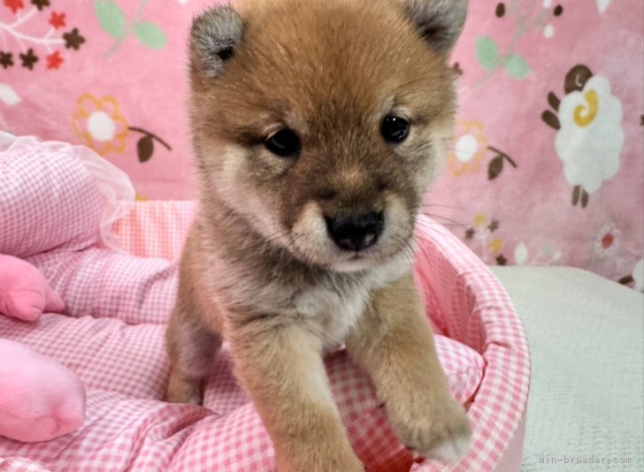 太田清信ブリーダーのブログ：ご家族様募集中です