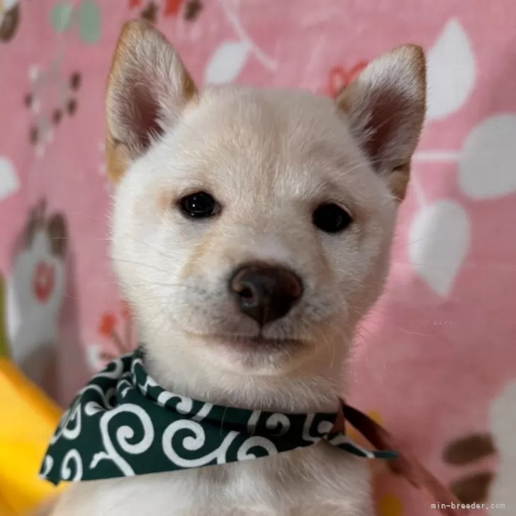 ID:2410-06735の子犬
