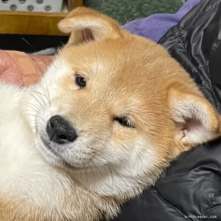 ID:2501-00009の子犬