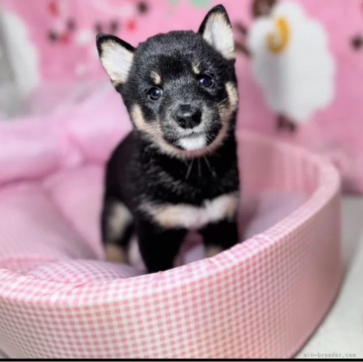 ID：2510-00337の子犬