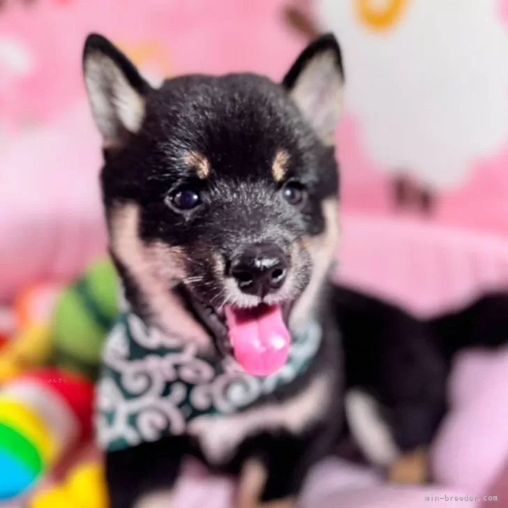 O.M 様のお迎えした子犬