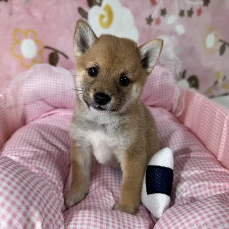 ID：2506-07229の子犬