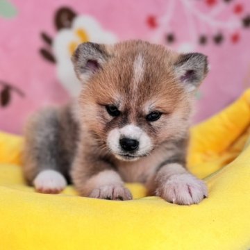 秋田犬【岡山県・女の子・2025年10月25日・赤】の写真「美人さんで性格はおっとりさん、綺麗なお顔です」