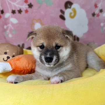 豆柴【岡山県・男の子・2025年8月9日・赤】の写真「オーナーお勧めの極小豆柴‼️骨格構成色彩最高です。」