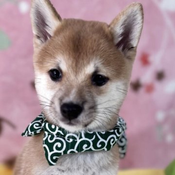 柴犬(豆柴)【岡山県・女の子・2025年7月26日・赤】の写真「超極小のあずきタイプの豆柴‼️小さい子お探しの方へ」