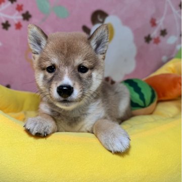 柴犬(豆柴)【岡山県・男の子・2025年7月26日・赤】の写真「超極小のあずきタイプの豆柴🫘小さい豆柴お勧めです」
