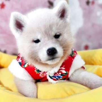 秋田犬【岡山県・女の子・2025年10月25日・白】の写真「鼻黒の白い秋田犬で、とっても美人さんです」