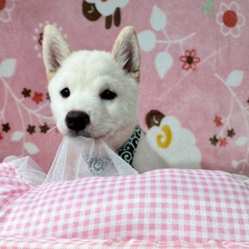 柴犬(豆柴)【岡山県・男の子・2025年8月9日・白】の写真「人懐っこい可愛い豆柴君に成長しました」