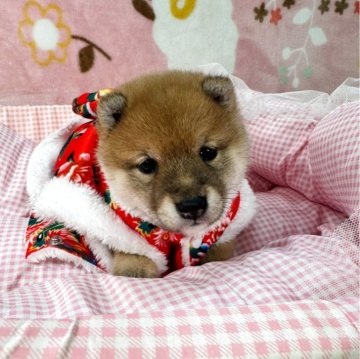 柴犬(豆柴)【岡山県・女の子・2025年11月1日・赤】の写真「極小良血統で人懐っこい尻尾ブンブンの女の子‼️」