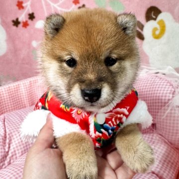 柴犬(豆柴)【岡山県・女の子・2025年11月1日・赤】の写真「極小良血統で人懐っこい尻尾ブンブンの女の子‼️」