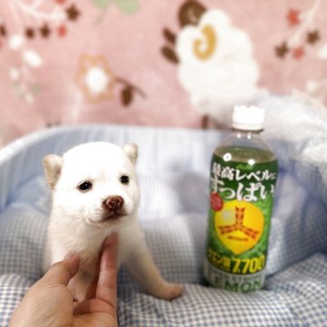 柴犬(豆柴)【岡山県・男の子・2025年5月20日・白】の写真「極小サイズの白豆柴男の子💕可愛いく小さい良い子！」