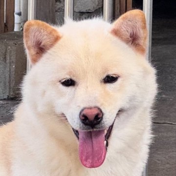柴犬(標準サイズ)【岡山県・男の子・2024年4月7日・白】の写真「初めて飼う方、子犬から育てるのが困難な方良い子です」