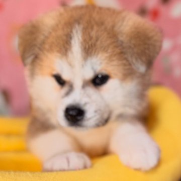 秋田犬【岡山県・女の子・2025年3月11日・赤】の写真「良血統で性格の良い子。動画を載せました🎥」