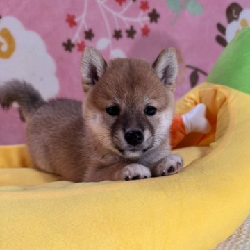 柴犬(豆柴)【岡山県・女の子・2025年7月26日・赤】の写真「超極小あずきタイプ🫘小さい豆柴ご希望の方お勧め！」
