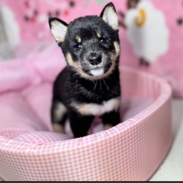 柴犬(豆柴)【岡山県・女の子・2025年8月16日・黒】の写真「極小の小さいタイプの黒豆柴です。性格抜群の可愛い子」