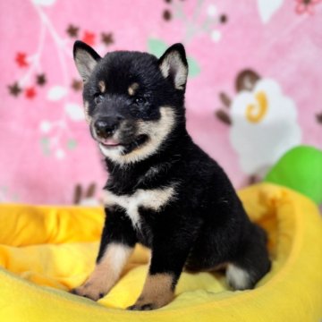 柴犬(豆柴)【岡山県・男の子・2025年8月16日・黒】の写真「明るく人懐っこい極小豆柴の男の子🩷」