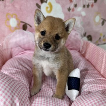 柴犬(豆柴)【岡山県・女の子・2025年5月20日・赤】の写真「激レア超極小のあずき柴の女の子良い仕上がりです。」