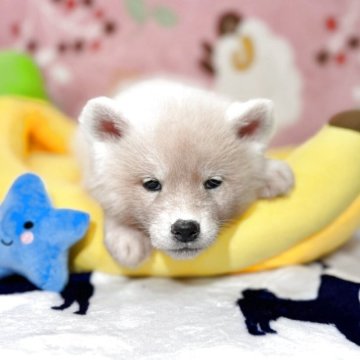 秋田犬【岡山県・男の子・2025年10月25日・白】の写真「鼻黒の白い秋田犬、人懐っこい子です」