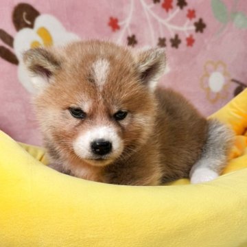 秋田犬【岡山県・男の子・2025年10月25日・赤】の写真「目型と色がとても良い子で明るく元気な男の子」