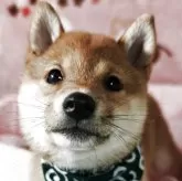 豆柴