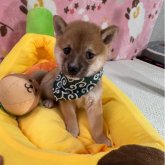 柴犬(豆柴)