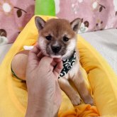 柴犬(豆柴)