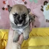 豆柴