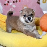 柴犬(豆柴)