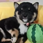 豆柴