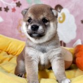 柴犬(豆柴)