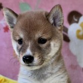 柴犬(豆柴)