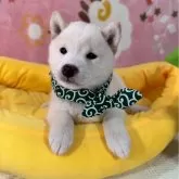 豆柴