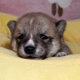 柴犬(豆柴)