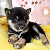 豆柴