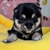 柴犬(豆柴)