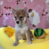 柴犬(豆柴)