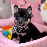 柴犬(豆柴)