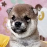 豆柴