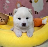 柴犬(豆柴)