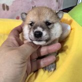 柴犬(豆柴)