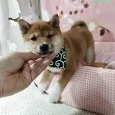 豆柴