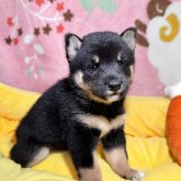柴犬(豆柴)